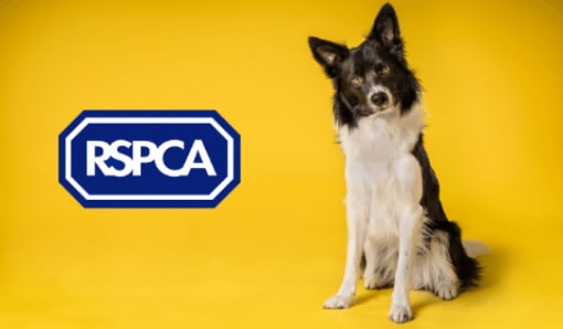 Becoming a Lobbyist for the RSPCA